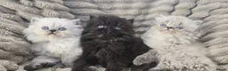 Persian cats for sale: Purebred Persian Kittens for Sale  - Advert 1