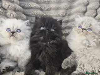 Persian cats Purebred Persian Kittens for Sale - Advert 1