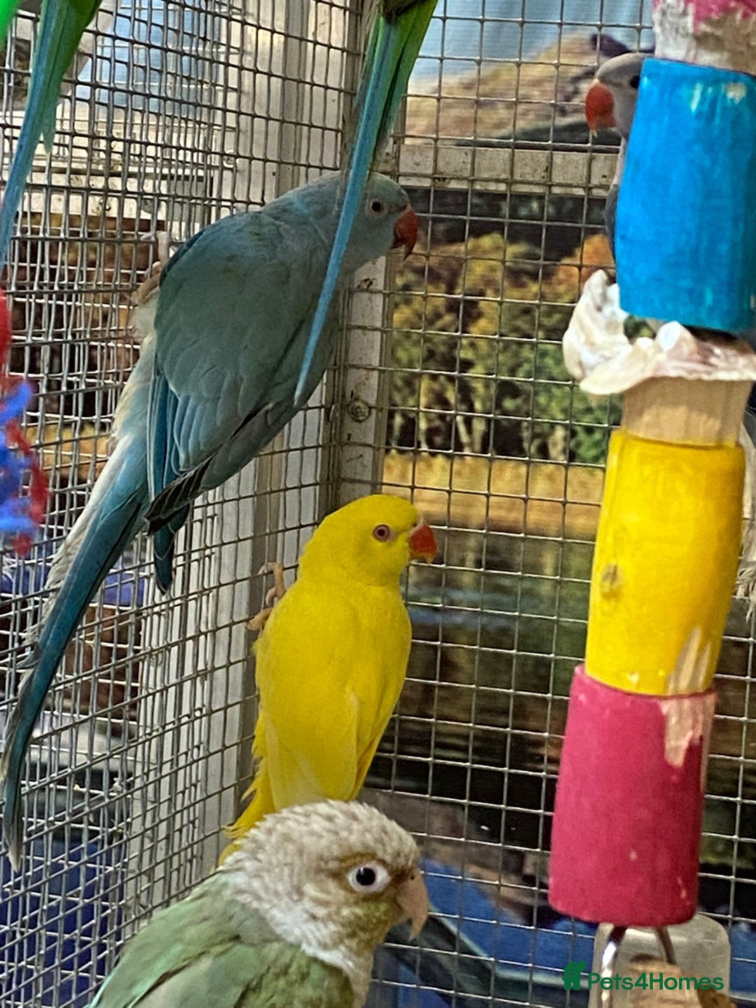 Parrots birds for sale: LOOK! BIRDS/PARAKEETS/PARROTS AVAILABLE  - Image 14