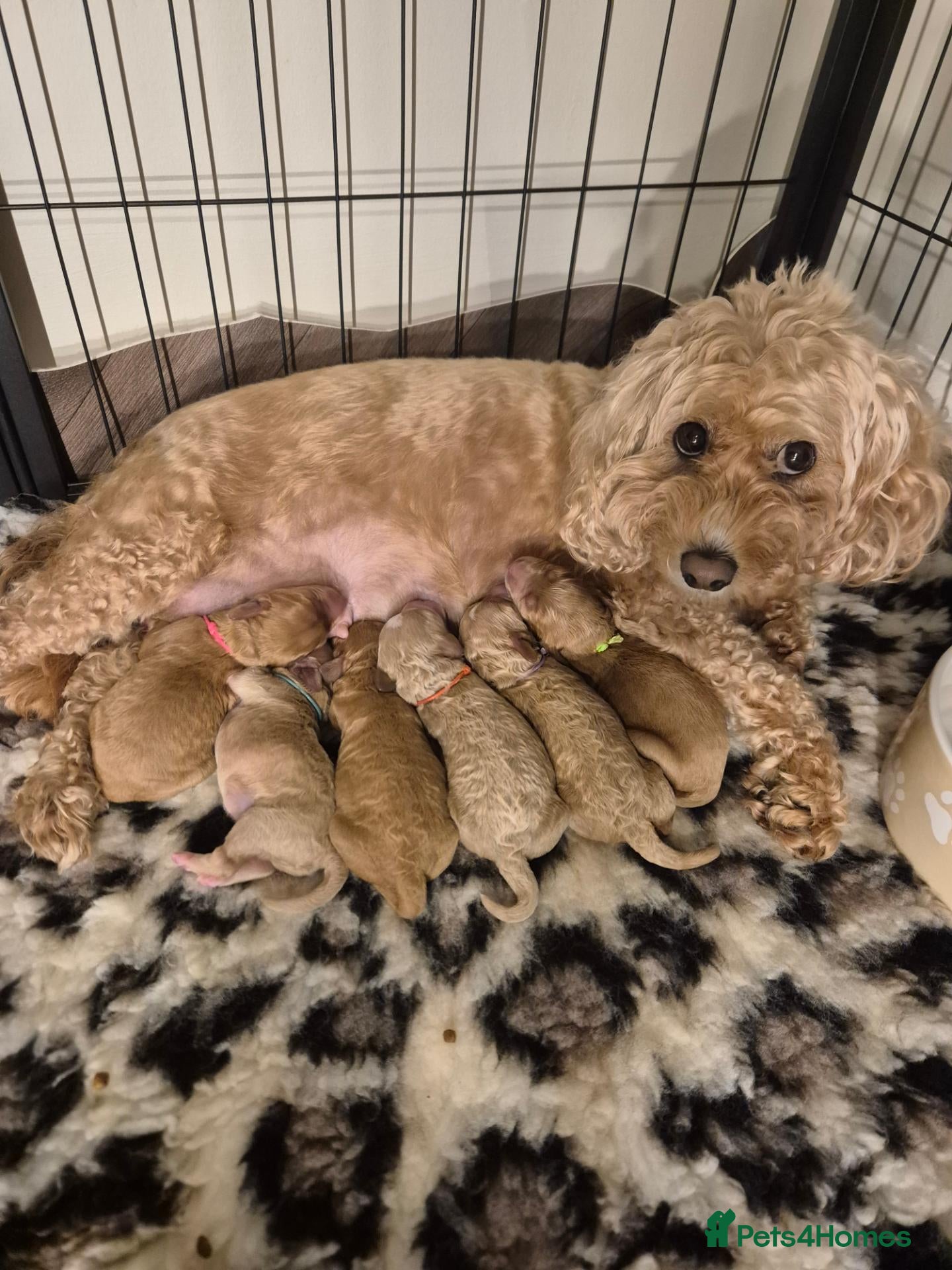 Cavapoochon dogs 🐾✨ CAVAPOOCHON PUPPIES 3 GIRLS AVAILABLE! ✨🐾 - Advert 16