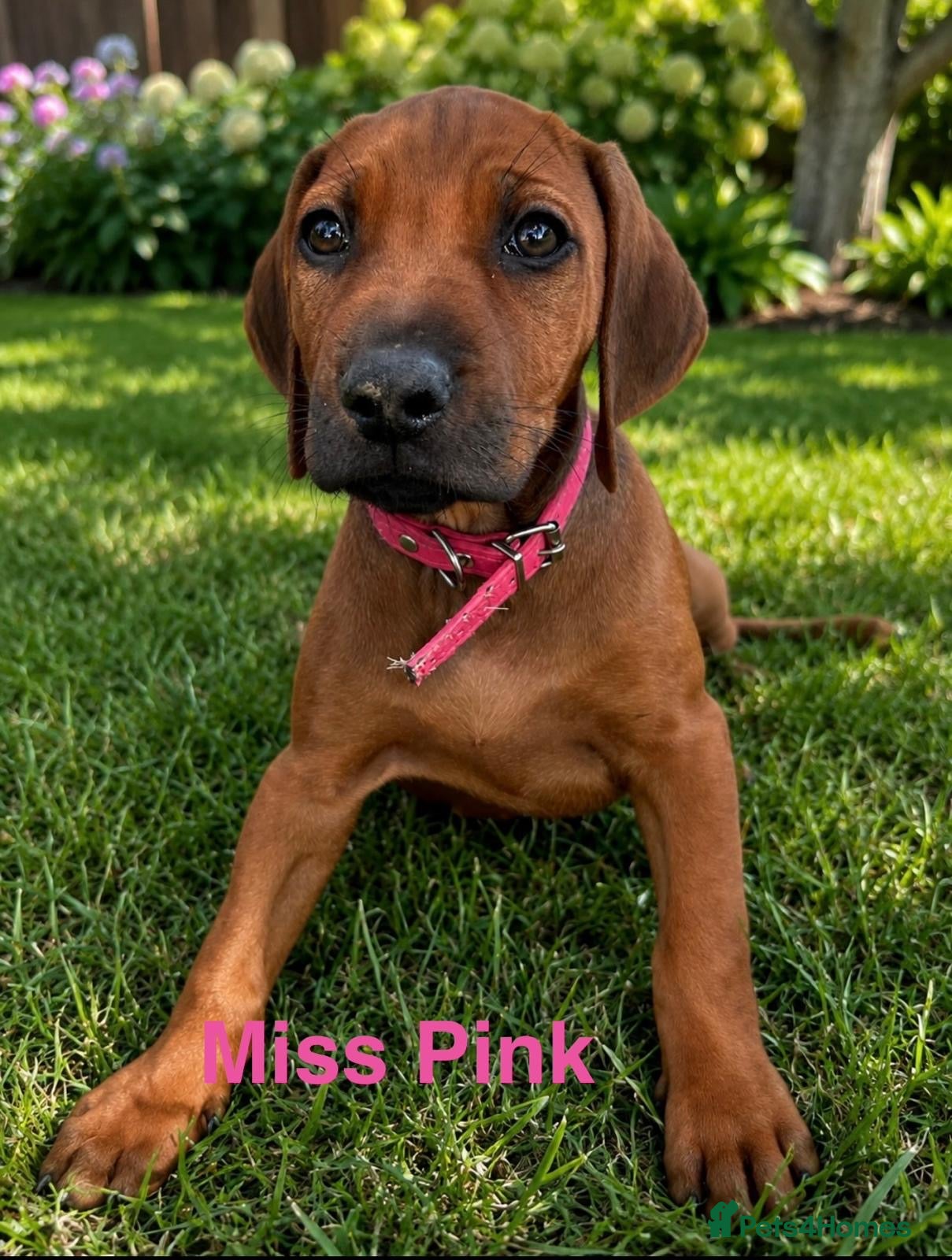 Rhodesian Ridgeback dogs 5 Star Council Registered Breeder         - Advert 2