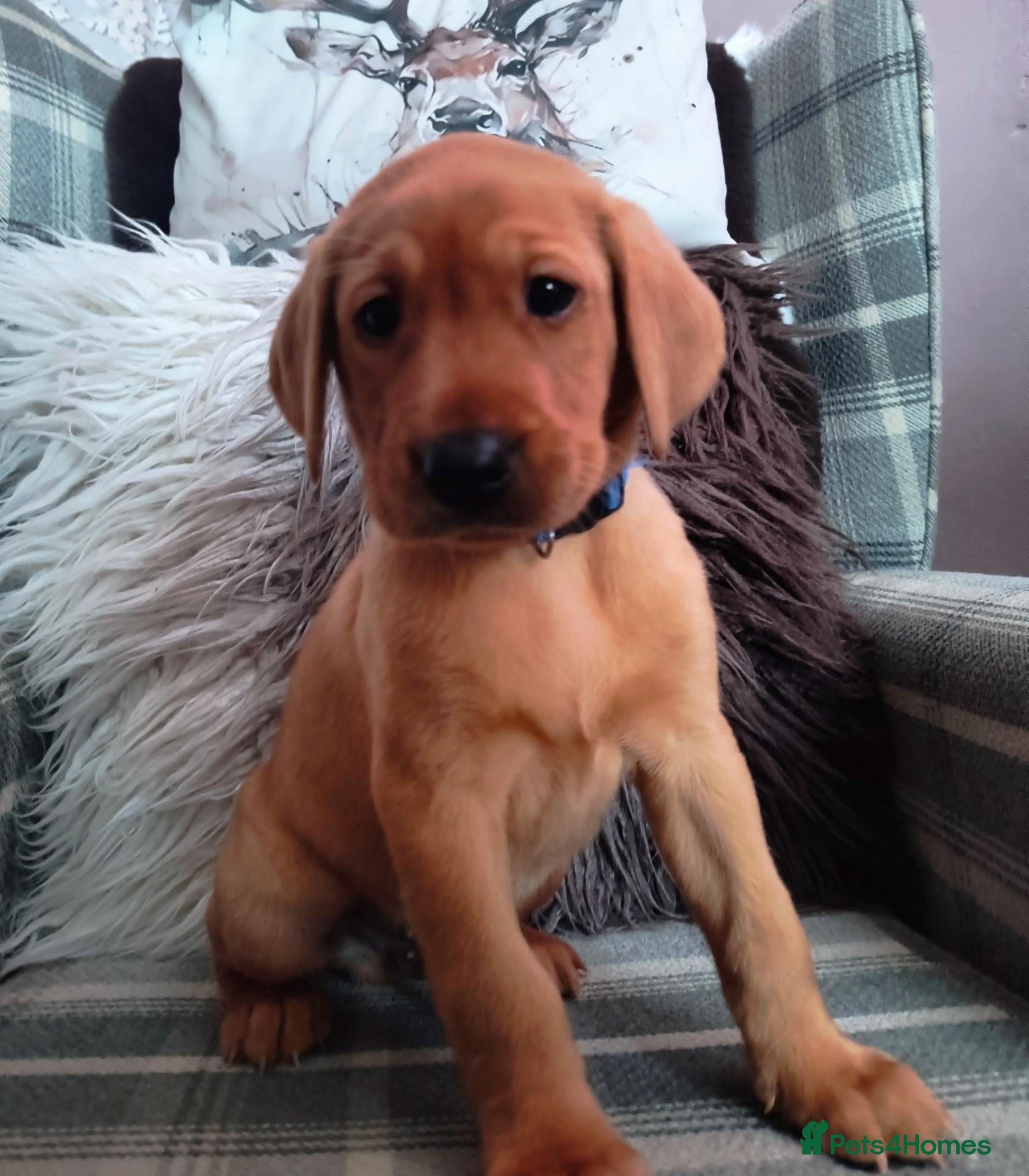 Labrador Retriever dogs for sale:  KC reg FTW Sired working Labrador puppies  - Advert 2