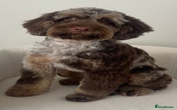 Cockapoo dogs for stud: STUD - Cockapoo (Chocolate Merle)  - Image 2