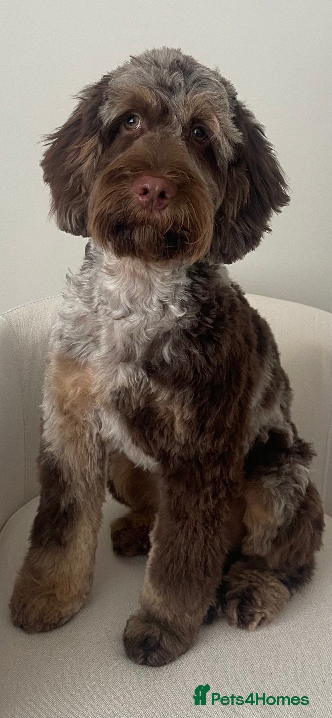 Cockapoo dogs for stud: STUD - Cockapoo (Chocolate Merle)  - Image 2
