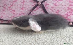 Mini Lop rabbits for sale: Pure bred Mini Lops - Image 11