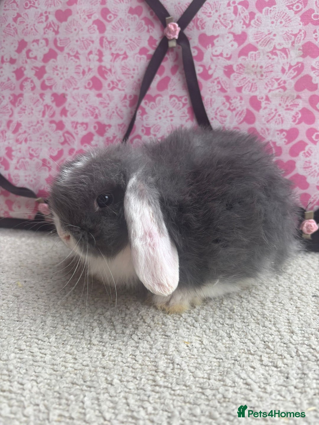 Mini Lop rabbits for sale: Pure bred Mini Lops - Image 11