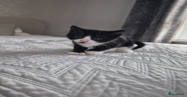 Mixed Breed cats - Advert 8