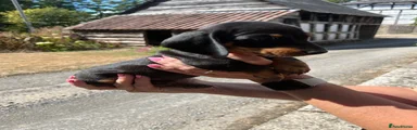 Miniature Dachshund 3