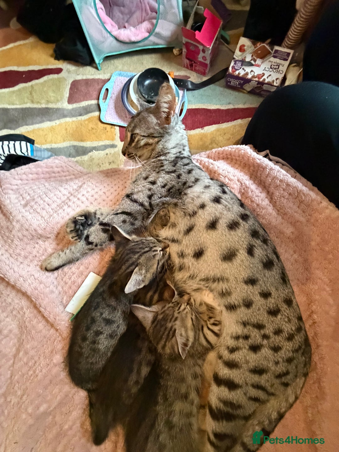 Savannah cats for sale: Savannah SBT adorable silver spotted boys and girl - Image 10