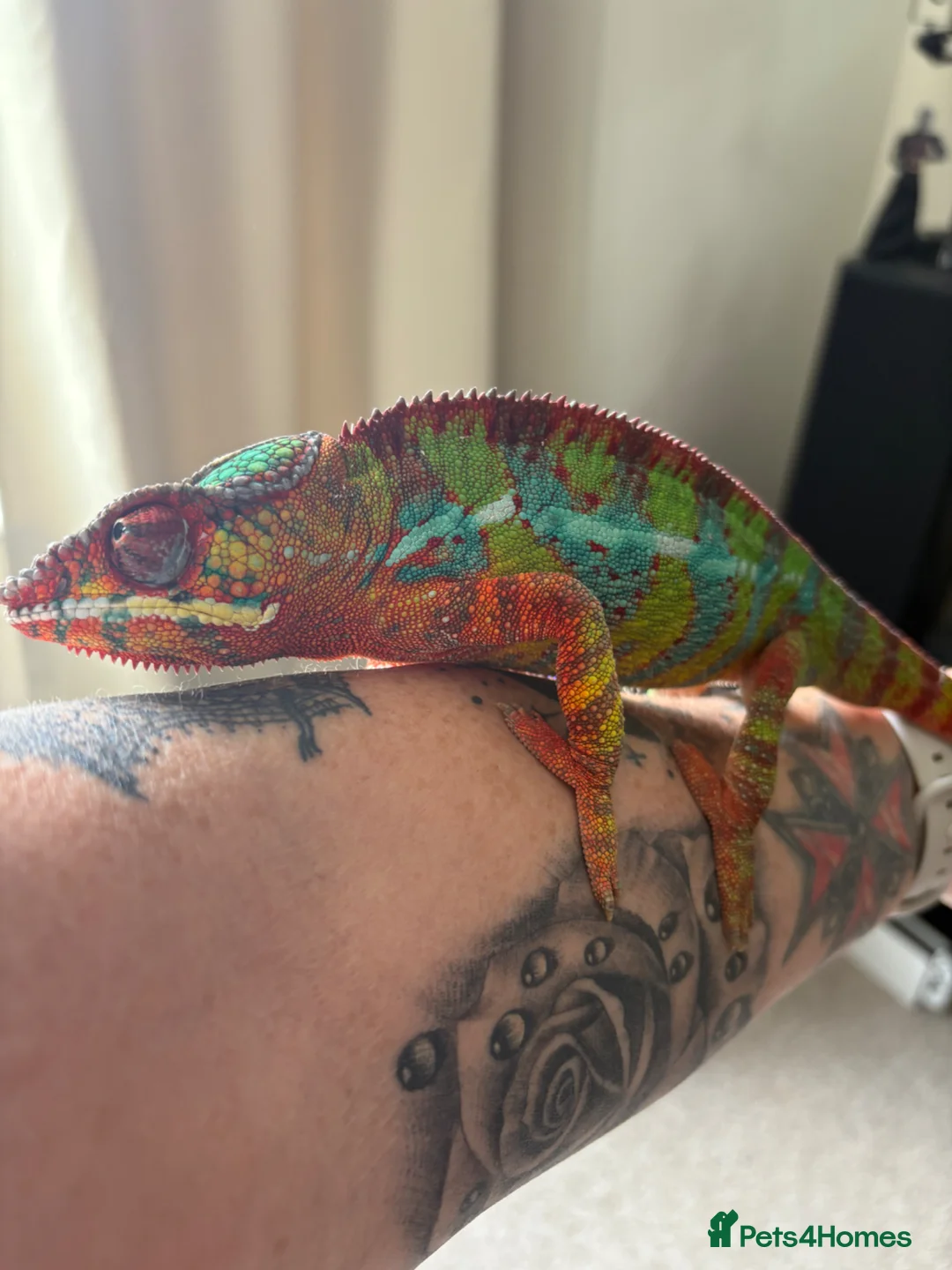 Chameleon reptiles for sale: Male Ambilobe panther chameleon and full set up. - Advert 5