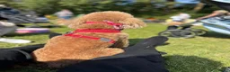 Cavapoo dogs for sale: 5 star licensed Cavapoo home breeder wait list  - Advert 4