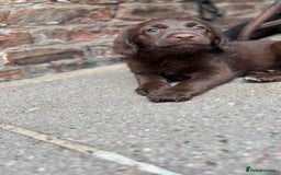 Labradoodle dogs for sale: READY NOW NOW NOW Irresistible Labradoodles  - Advert 17