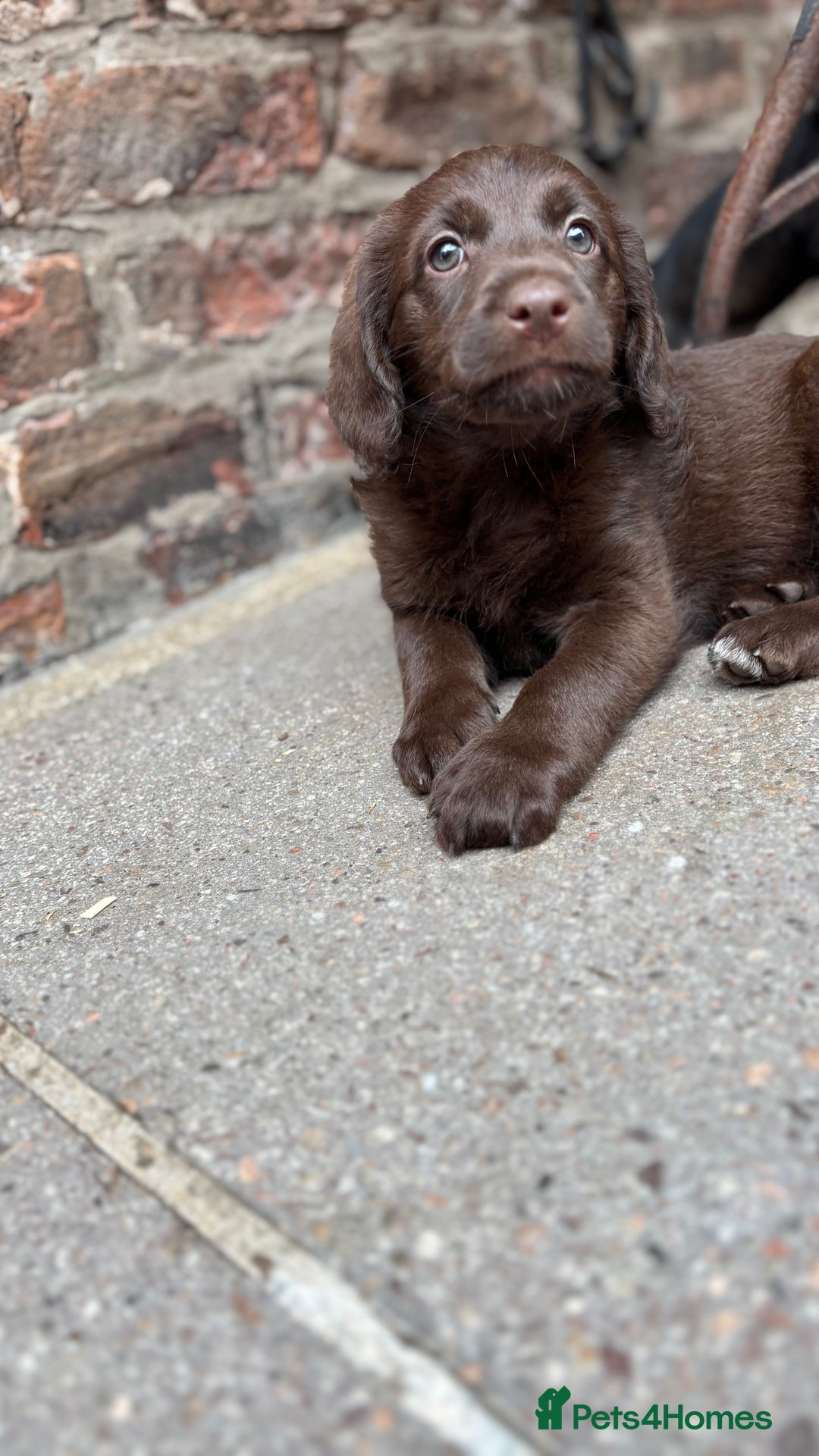 Labradoodle dogs for sale: READY NOW NOW NOW Irresistible Labradoodles  - Advert 17