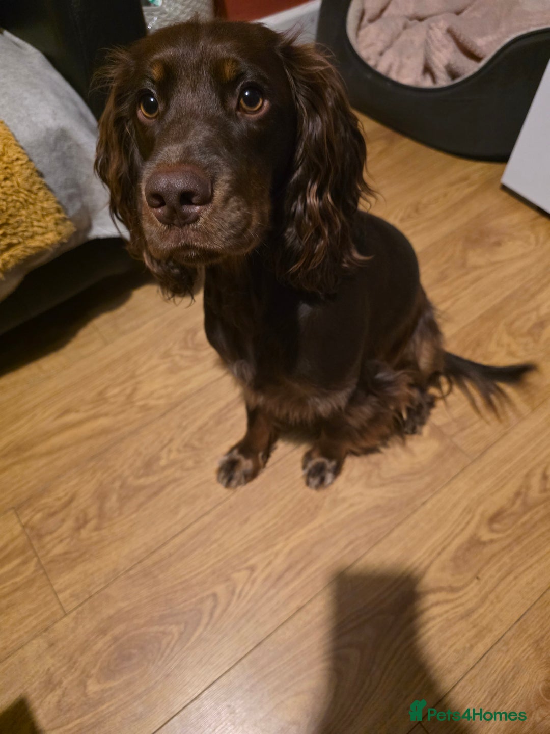 Cocker Spaniel dogs for sale: Riley- chocolate cocker spaniel - Image 3