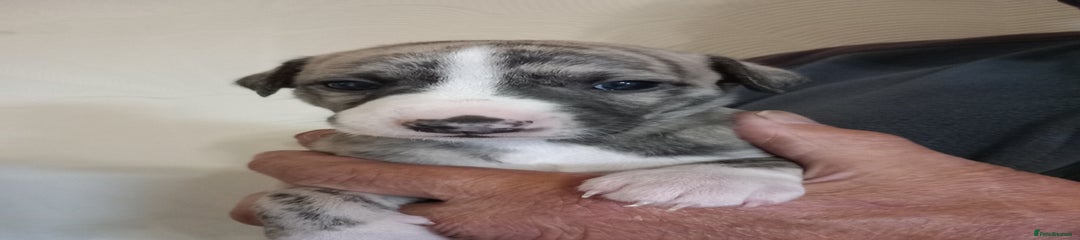 Don 