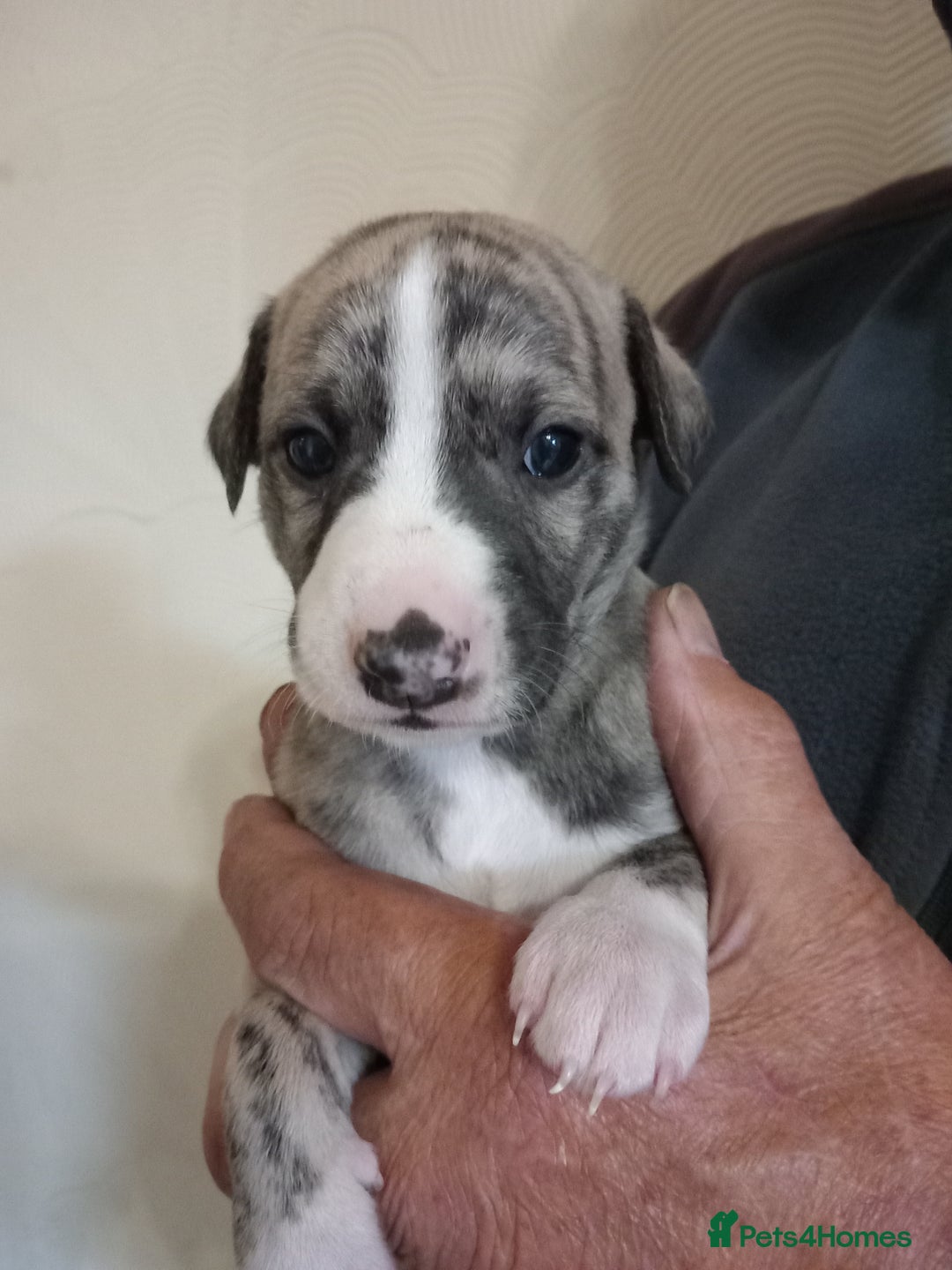 Whippet dogs for sale: Top Class Whippet Puppies bred from Champions - Image 16