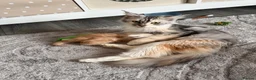 Maine Coon cats for sale: Stunning Maine coon kittens 4 available - Advert 16
