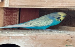 Budgerigars birds for sale: Budgies for new homes, mixed colours  - Image 4