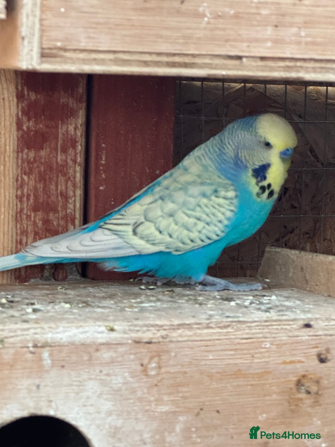 Budgerigars birds for sale: Budgies for new homes, mixed colours  - Image 4