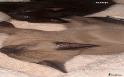 Ragdoll cats for sale:  Caramel pointed Ragdoll kitten  - Image 3