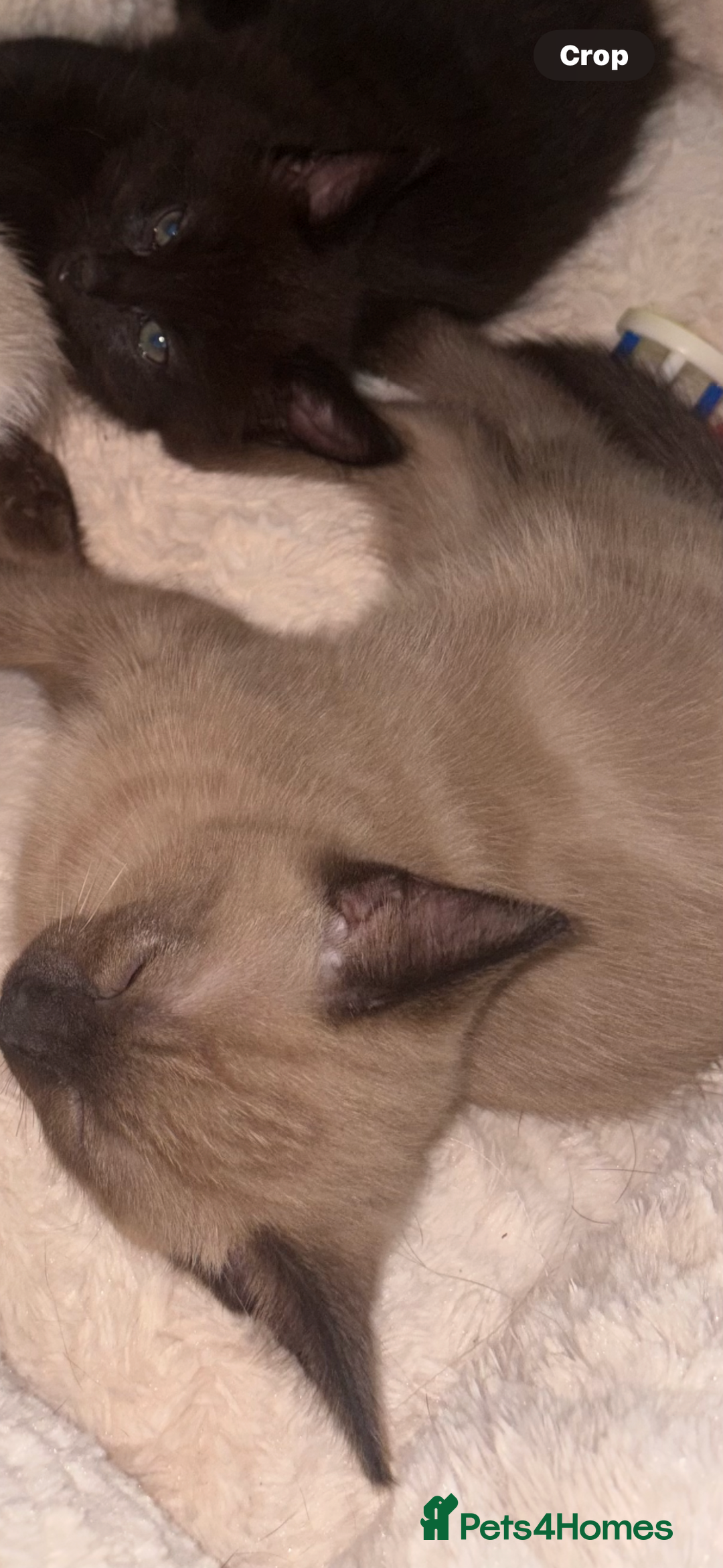 Ragdoll cats for sale:  Caramel pointed Ragdoll kitten  - Image 3