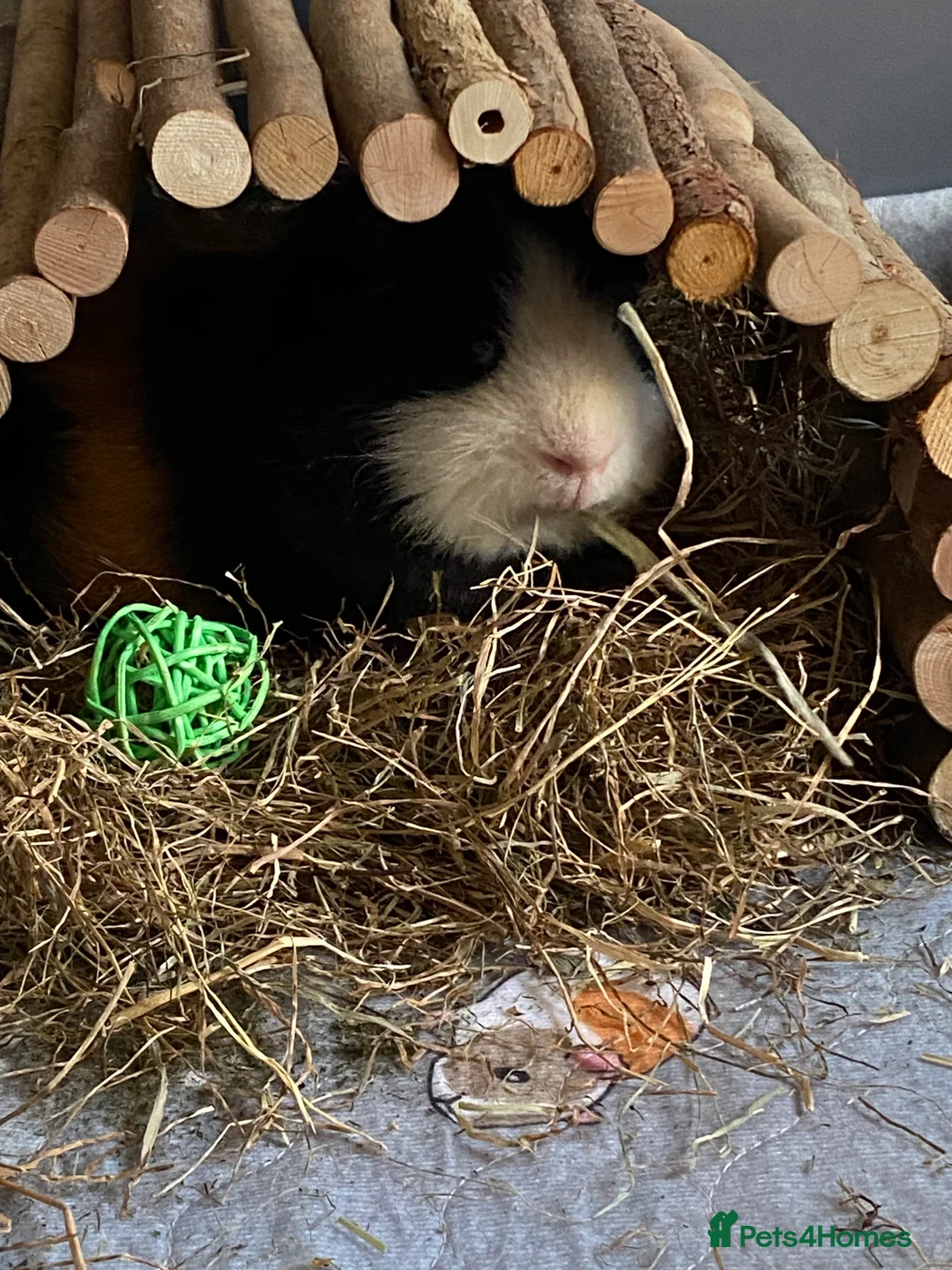 Guinea Pig rodents for sale: Male Boar for sale - Advert 3