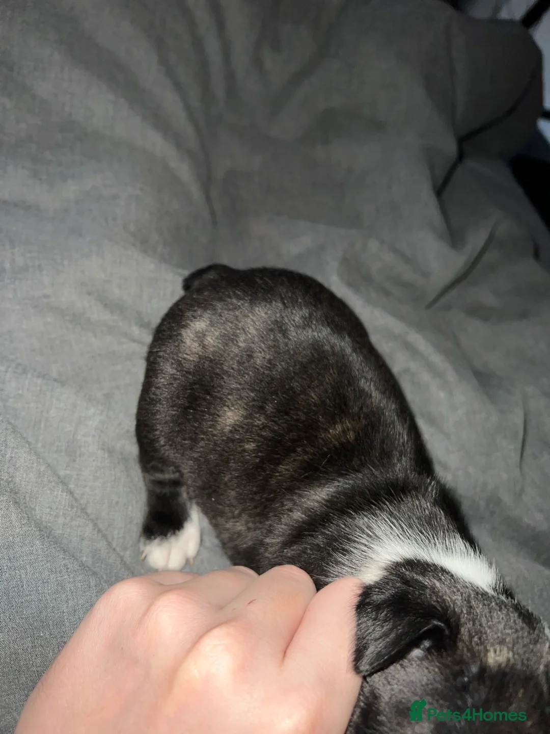 Boston Terrier dogs for sale: Quality Lines KC Registered Boston Terrier Puppies - Advert 18