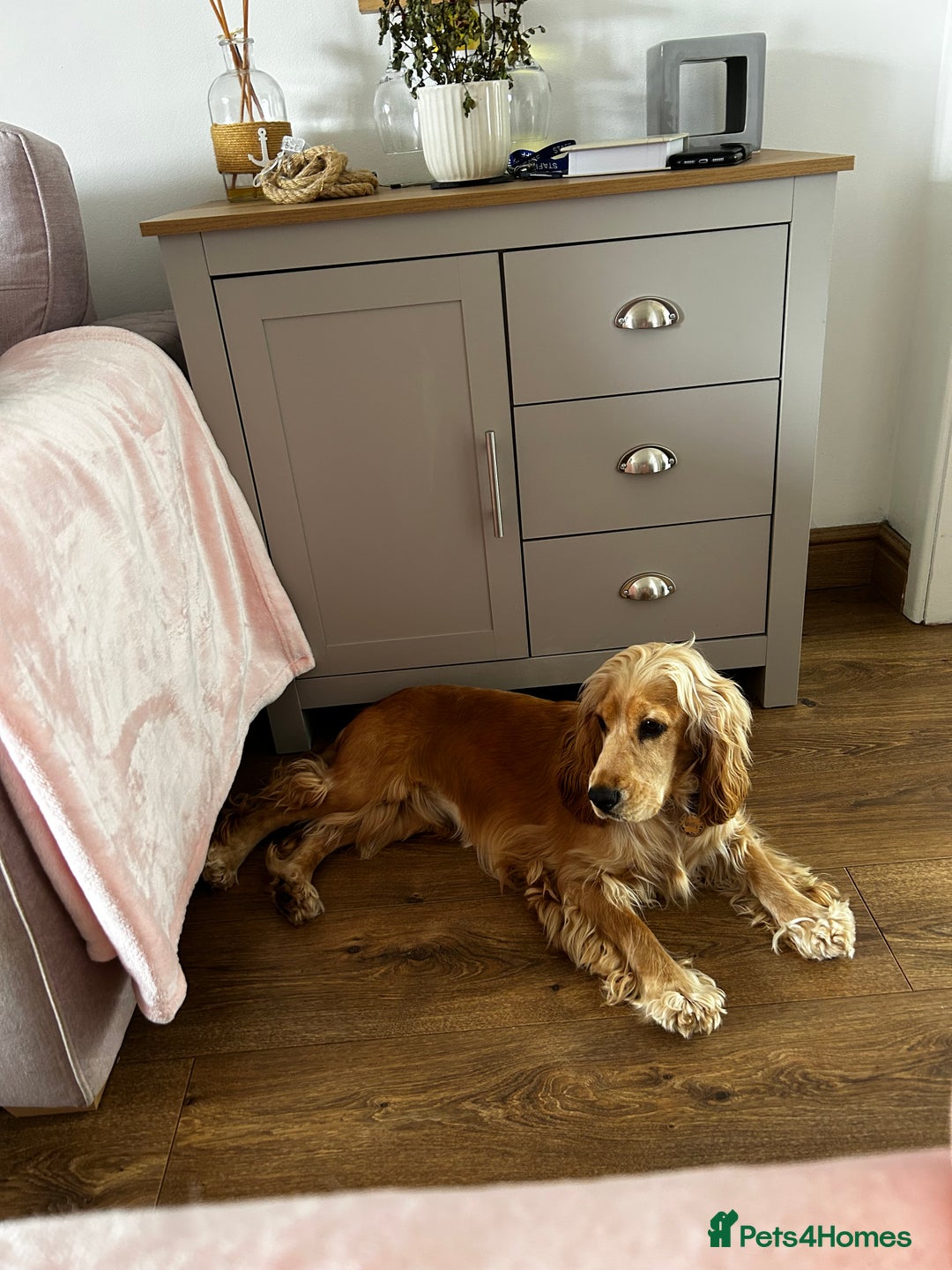 Cocker Spaniel dogs for sale: Cocker Spaniel Litter Due 🐾 - Advert 4