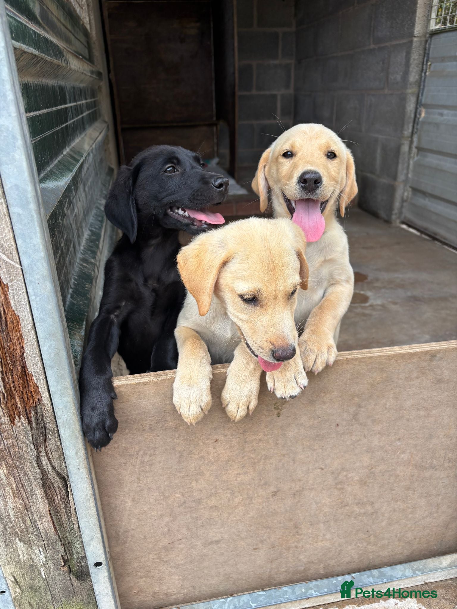 Labrador Retriever dogs Pedigree Labrador Retriever pups - Advert 1