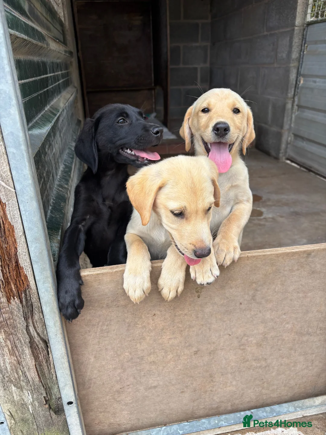 Labrador Retriever dogs for sale: KC Reg Health Tested Pedigree Labrador pups - Advert 1