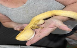 Python Snake reptiles for sale: Two pythons for sale - Advert 2