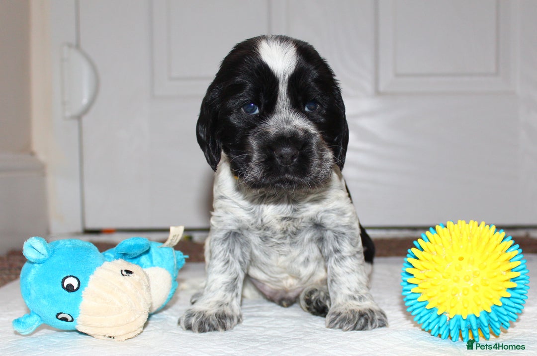 Cocker Spaniel dogs for sale: KC registered Show Cocker Spaniel  - Advert 7