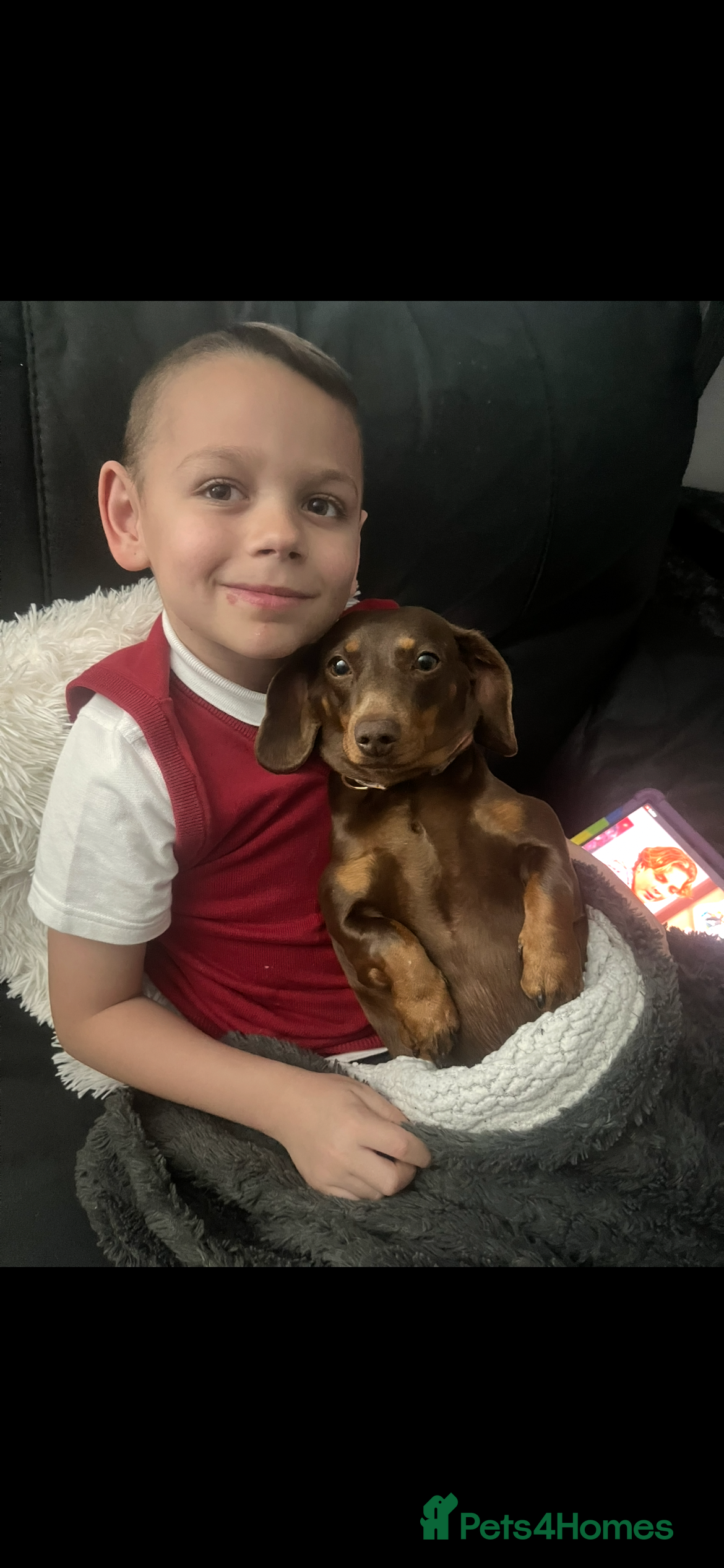Miniature Dachshund dogs Miniature dachshund girl 3 years old  - Advert 13