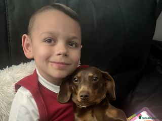 Miniature Dachshund dogs Miniature dachshund girl 3 years old - Advert 5