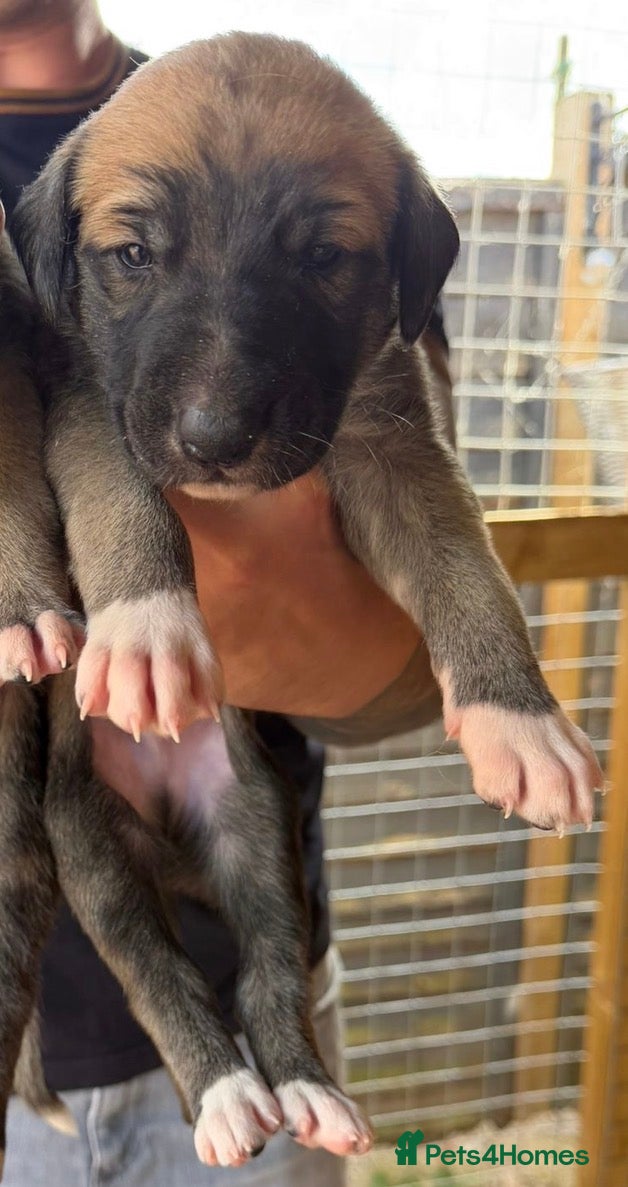 Lurcher dogs for sale: Lurcher puppies in Ludlow - Advert 13