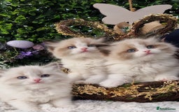 Ragdoll cats for sale: 🌸Stunning TICA🏆Kittens | Award winning cattery🌸 in Slough - Image 36