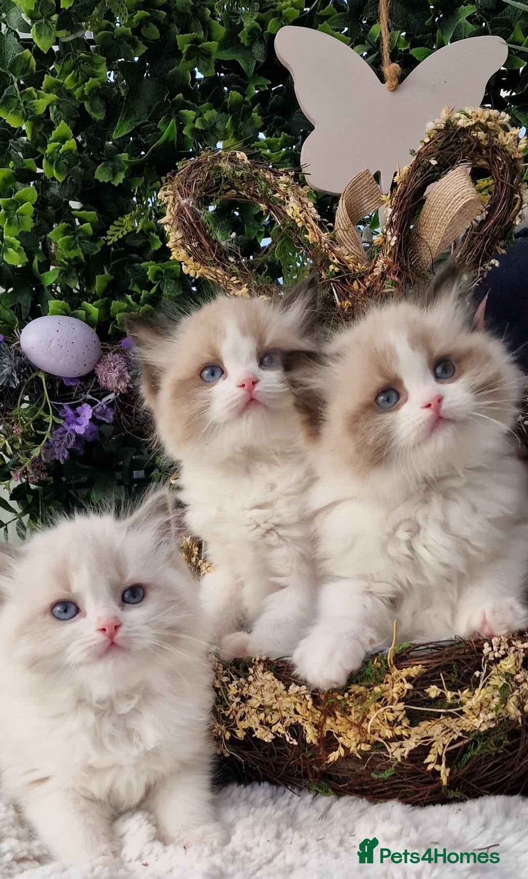 Ragdoll cats for sale: 🌸Stunning TICA🏆Kittens | Award winning cattery🌸 in Slough - Image 36