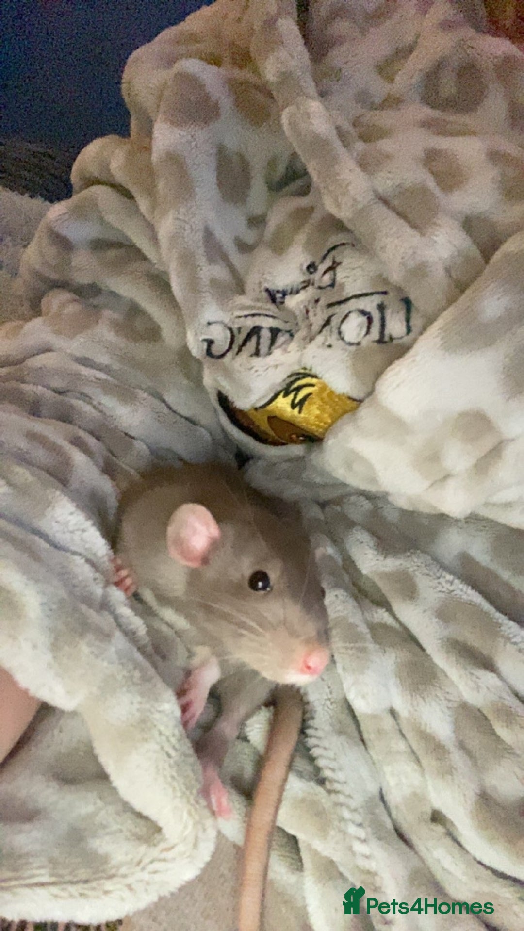 Rat rodents for sale: 2 x male dumbo rats  - Advert 3