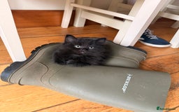 Mixed Breed cats for sale: 3 Gorgeous Long Hair Kittens Available - Image 6