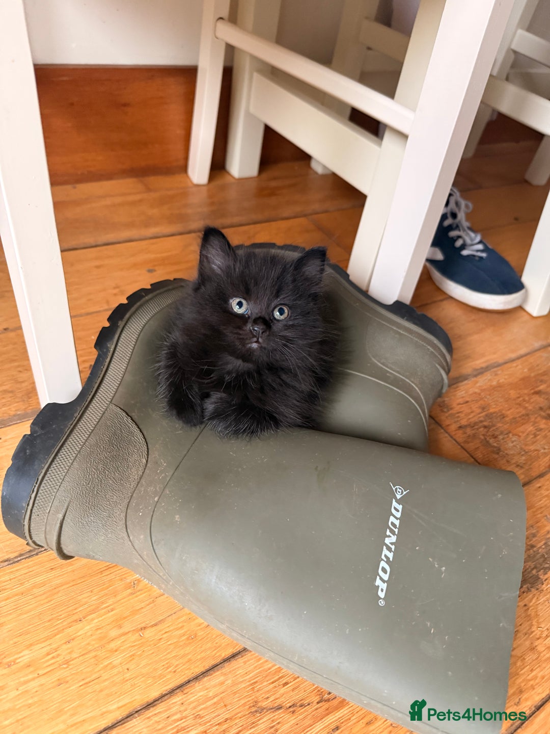 Mixed Breed cats for sale: 3 Gorgeous Long Hair Kittens Available - Image 6