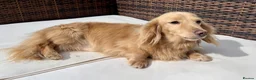 Miniature Dachshund dogs for stud: KC Reg Longhair Dachshunds For Stud - Advert 4
