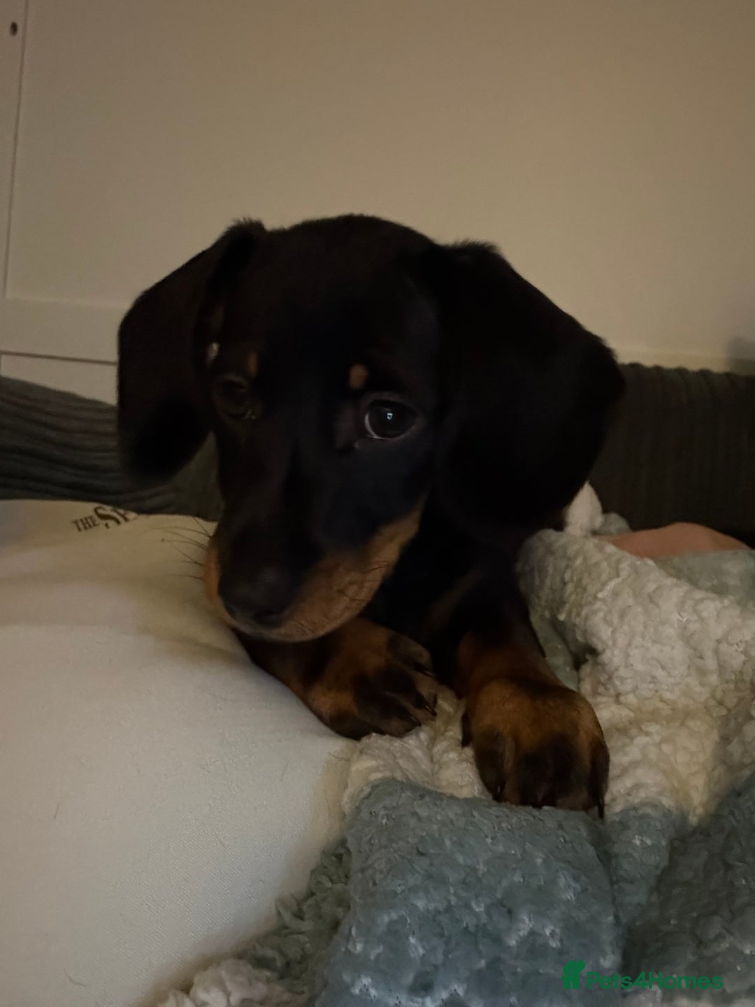 Dachshund dogs for sale: Standard Dachshund Puppy – Ready Now - Image 12