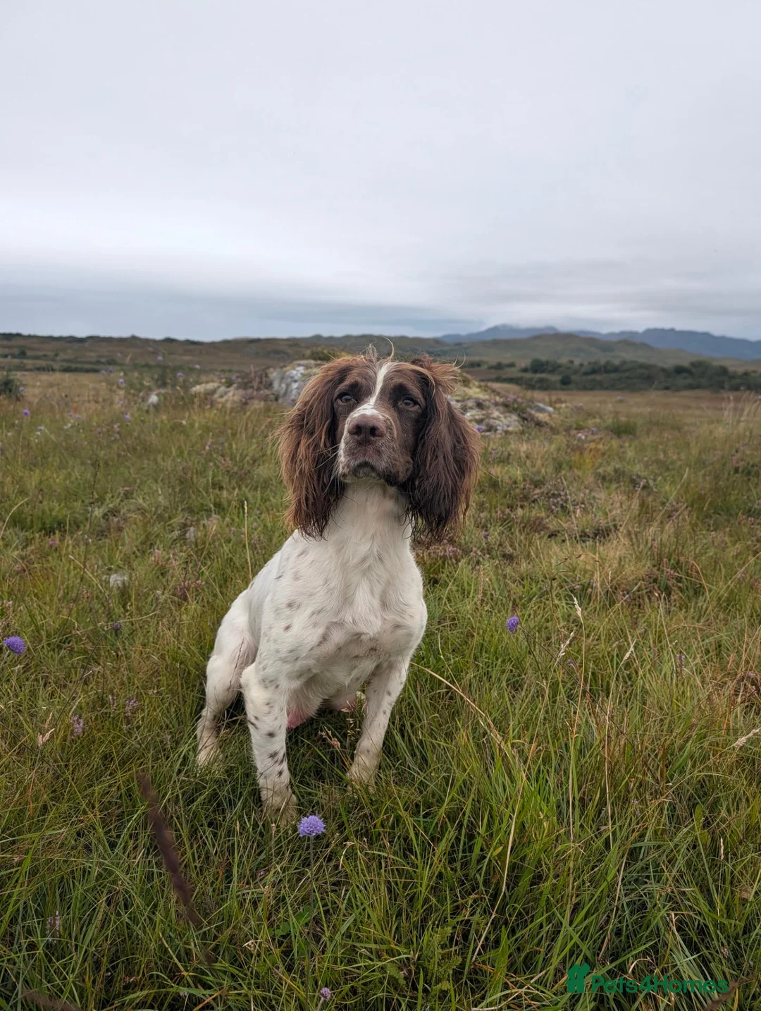 English Springer Spaniel dogs for sale: Springer Spaniel puppies  🐾 in Arisaig - Advert 6