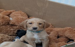 Labrador Retriever dogs for sale: Red and yellow Labrador puppies for sale. - Image 1