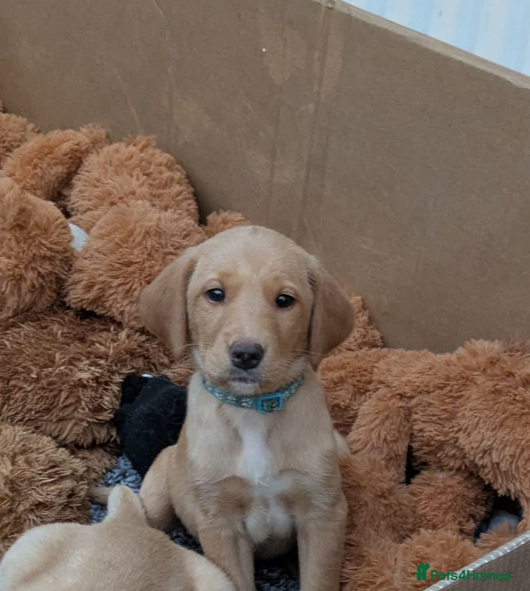 Labrador Retriever dogs for sale: Red and yellow Labrador puppies for sale. - Image 1