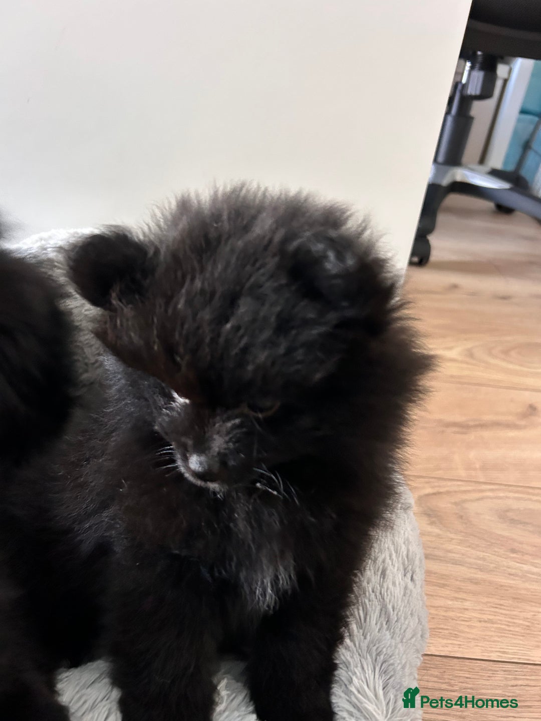Pomeranian dogs for sale: Pomeranians - ONLY BLACK BOY LEFT - Advert 4