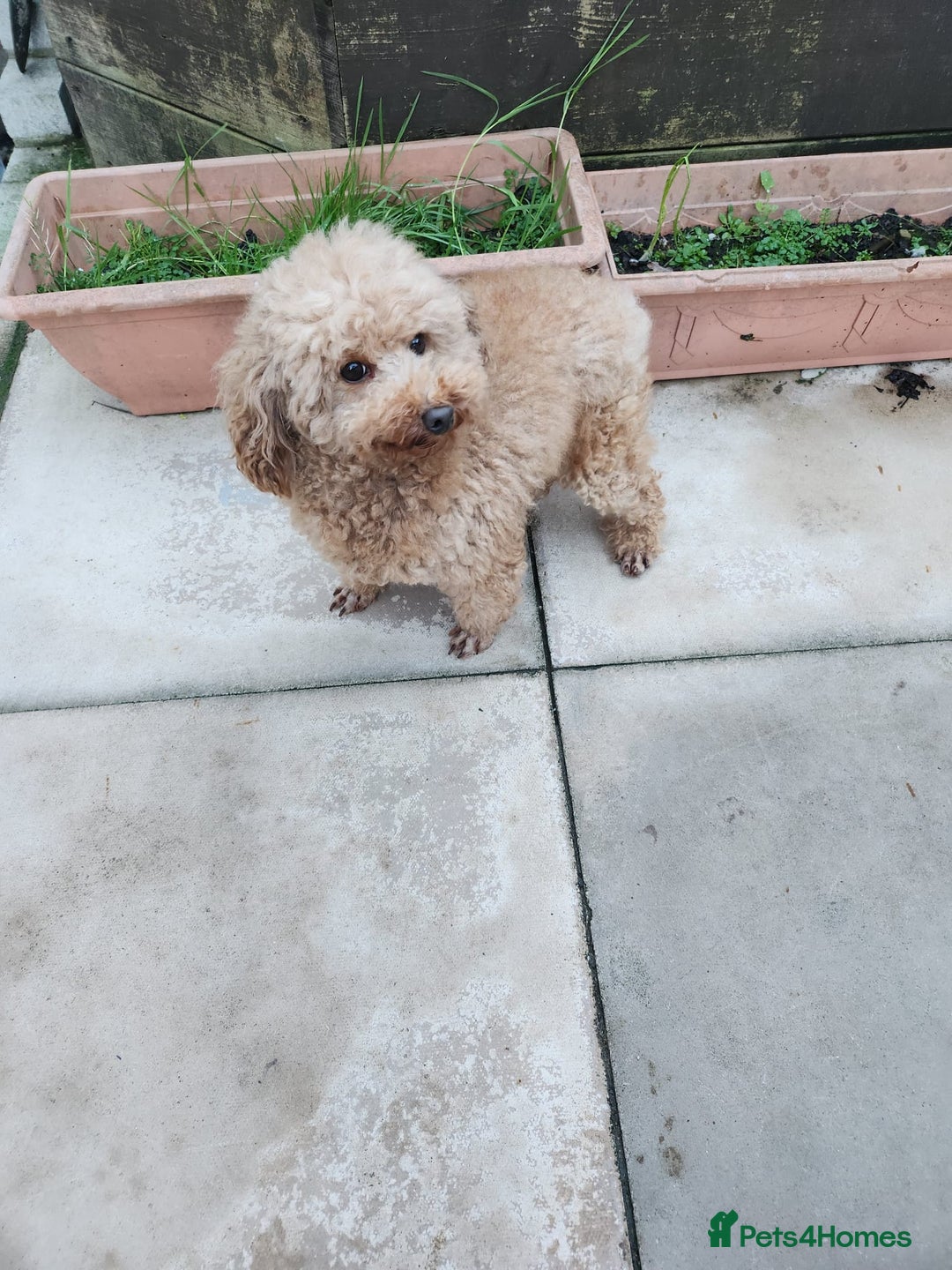 Toy Poodle dogs for sale: KC 6 yrs old Toy poodle girl - Advert 9