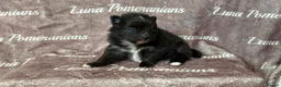 Pomeranian dogs for sale: 100% Pomeranian🧬DNA&HEALTH TESTED!  - Advert 18