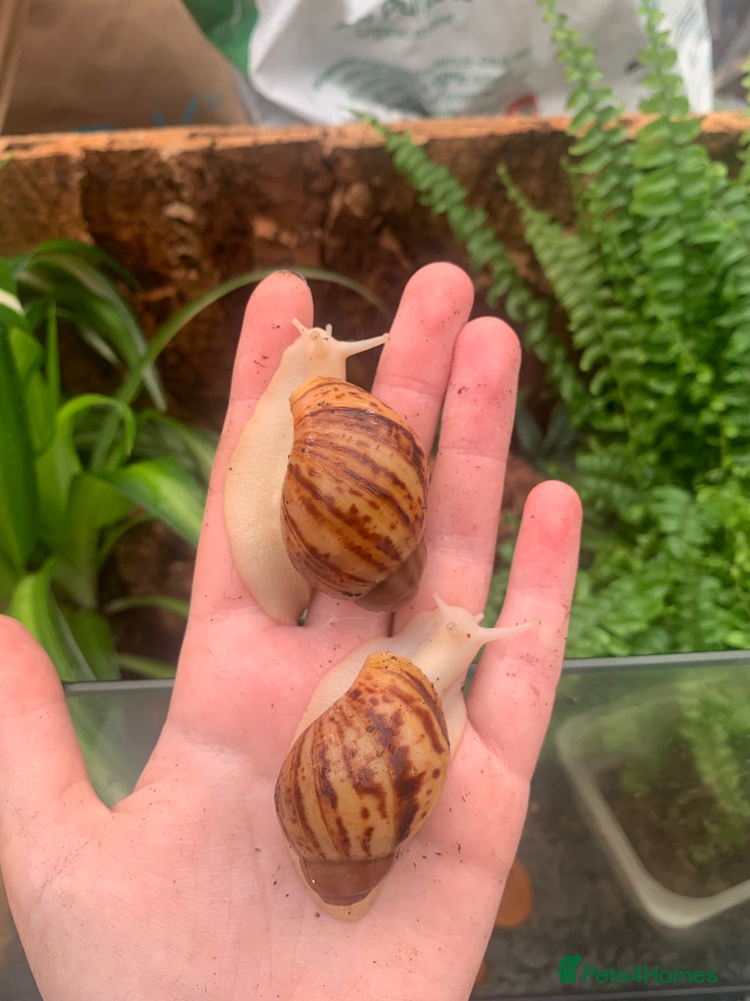 Snails invertebrates for sale: Baby/feeder and juvenile Giant African Land snails - Image 1