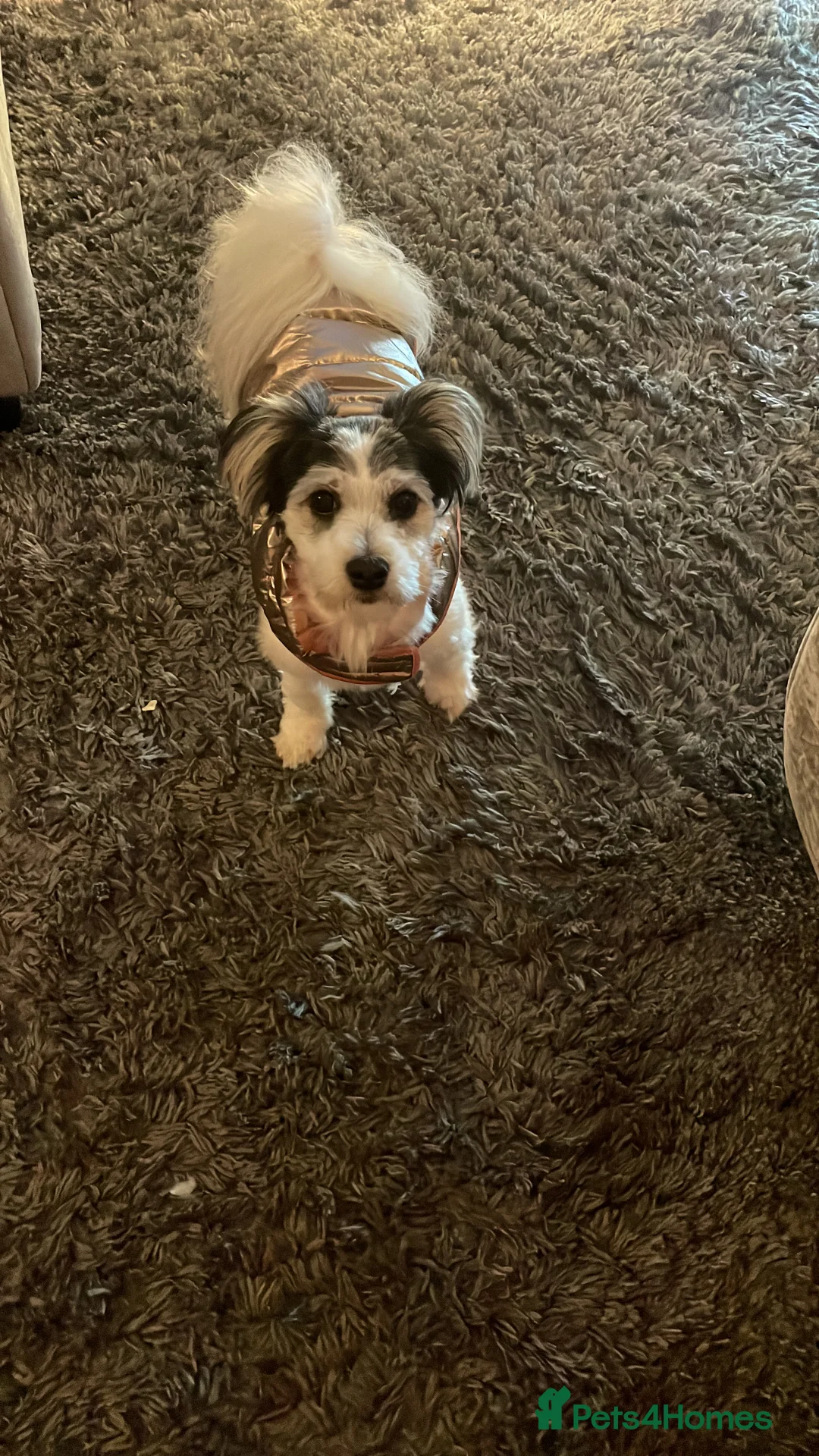 Maltipoo dogs for sale: 2 gorgeous dogs need forever home  - Advert 4